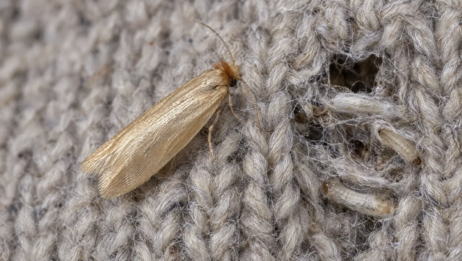 Kleidermotte (Tineola bisselliella) mit goldbeigen Flügeln auf einem Wollpullover mit Fraßloch