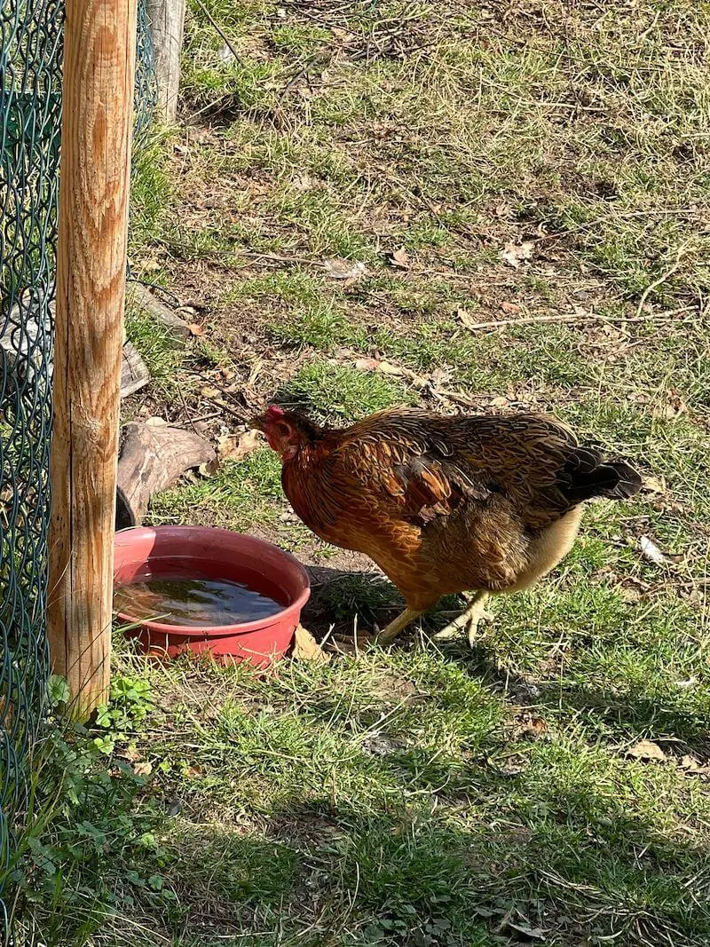 greenhero_huehner_vitamin_anwendung_01 Hühner Vitamine | unterstützt Wachstum und Schalenbildung