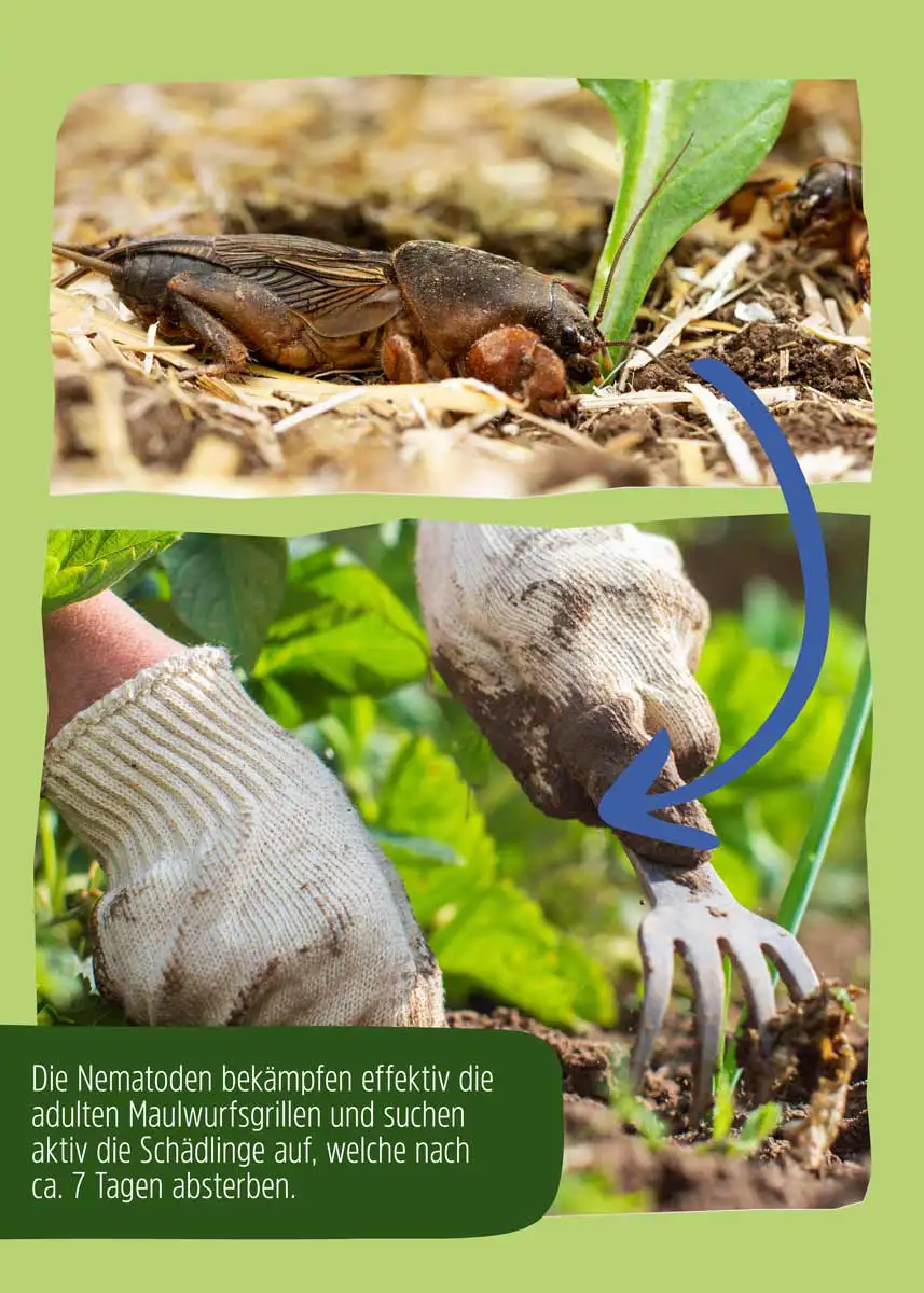 SC Nematoden gegen Maulwurfsgrille SC Nematoden gegen Maulwurfsgrille