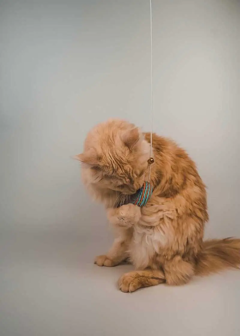 greenhero_katzenangel_anwendung_03 Katzenangel Lolipop