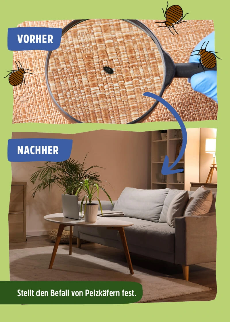 Pelzkäfer Pheromonfalle | Klebefalle Pelzkäfer Pheromonfalle | Klebefalle