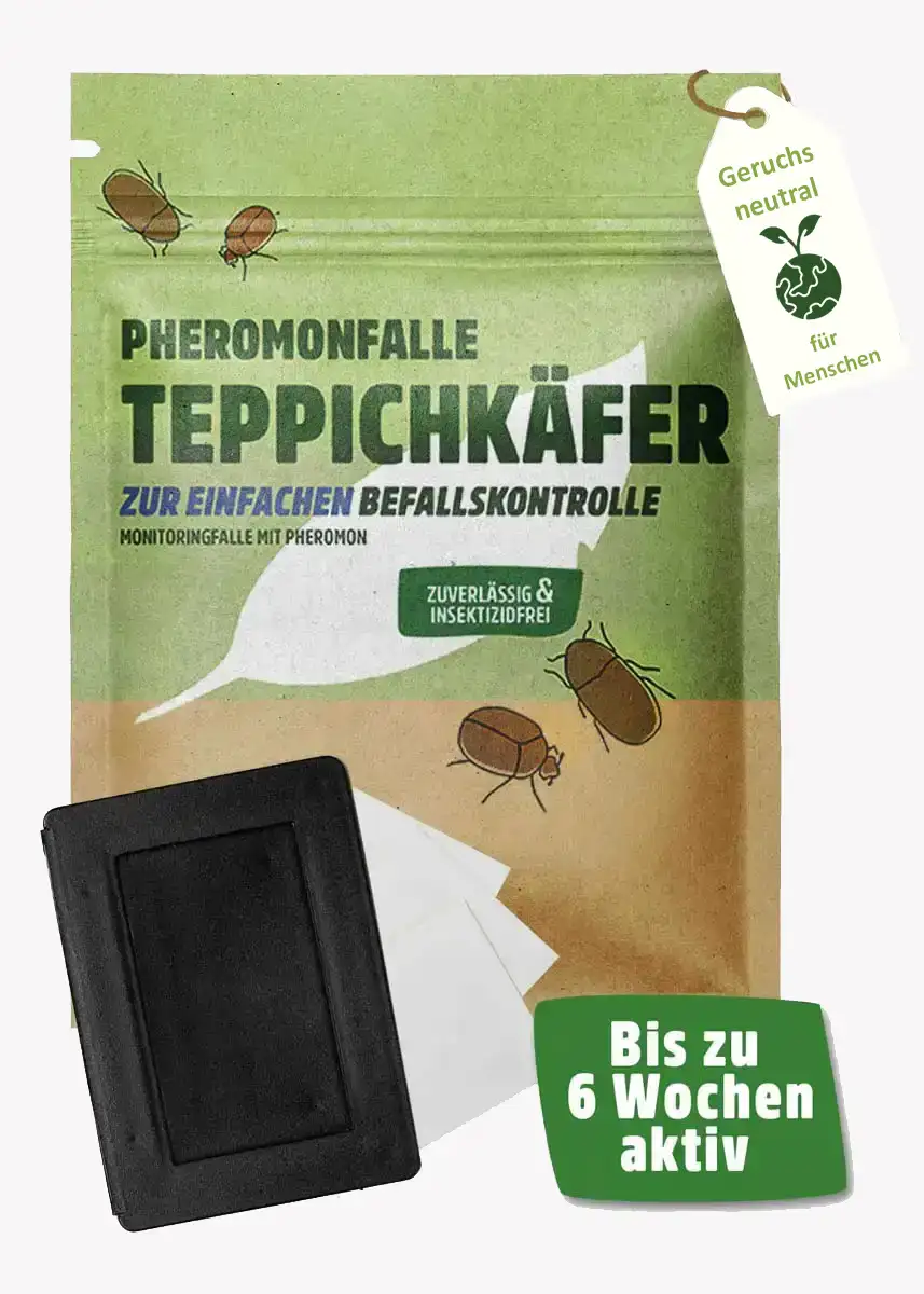 Teppichkäfer Pheromonfalle