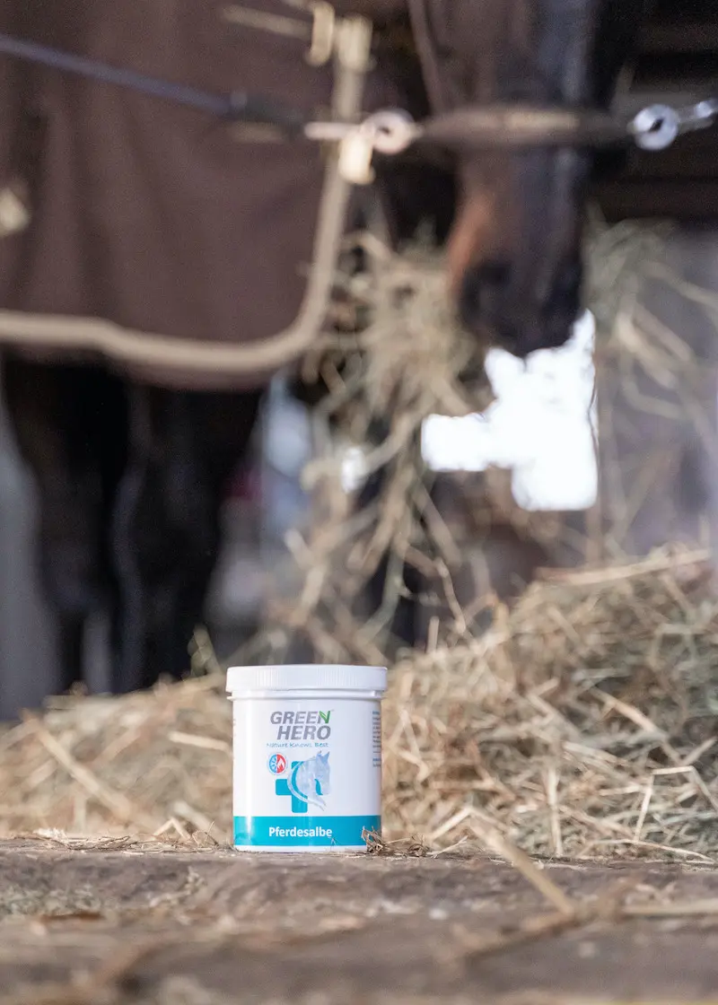 greenhero_pferdesalbe_anwendung_02 Pferdesalbe - Kühlender Balsam für dein Pferd