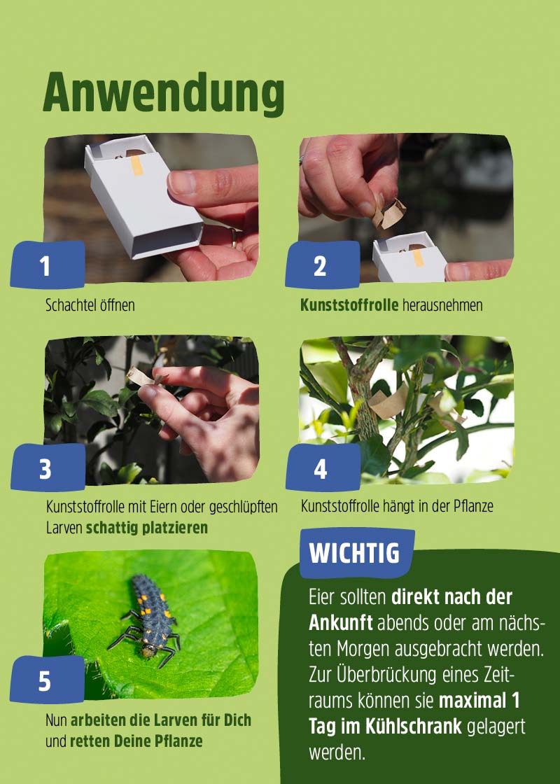Siebenpunkt-Marienkäfer-Eier gegen Blattläuse Siebenpunkt-Marienkäfer-Eier gegen Blattläuse