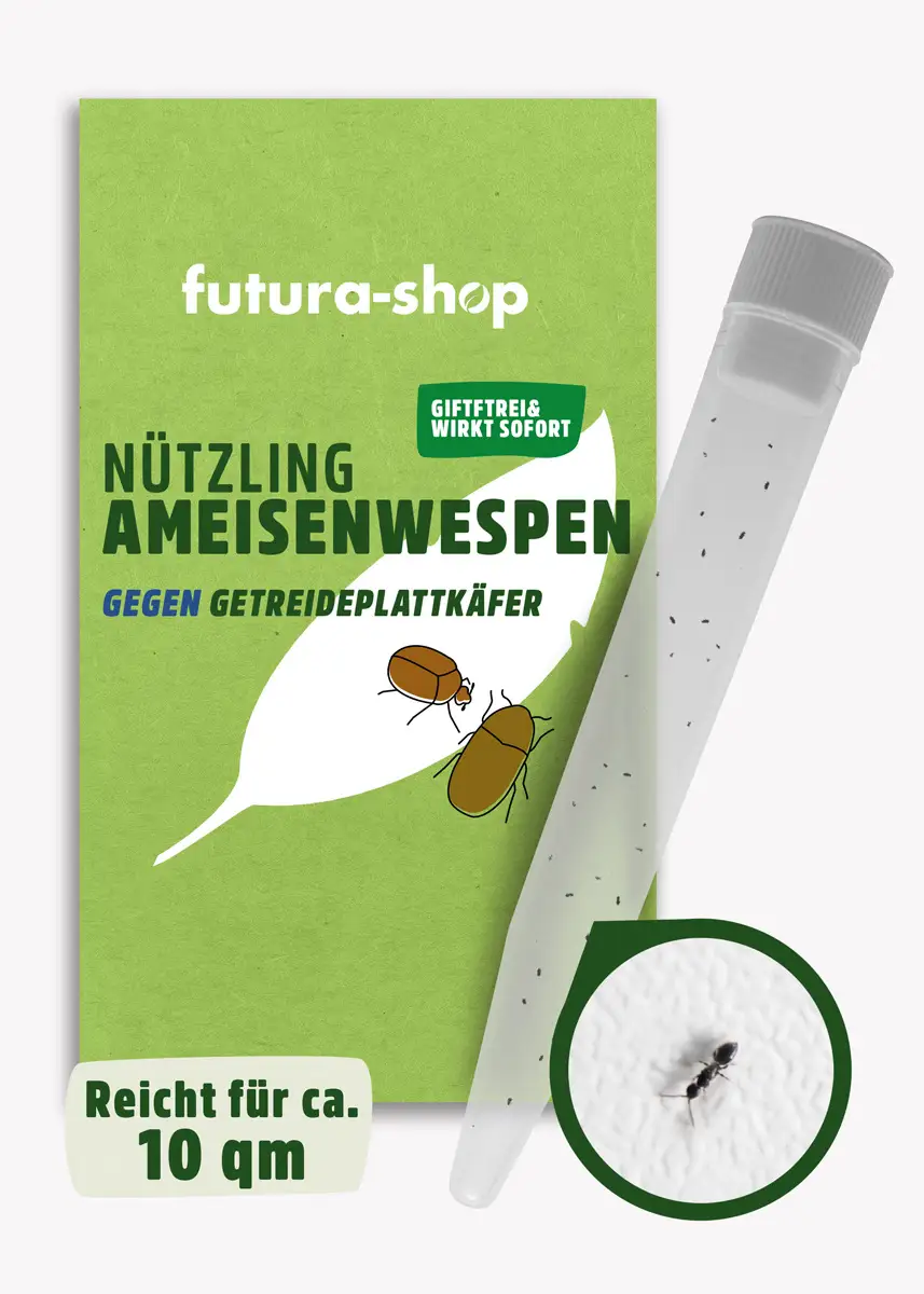 Ameisenwespen | Getreideplattkäfer biologisch bekämpfen
