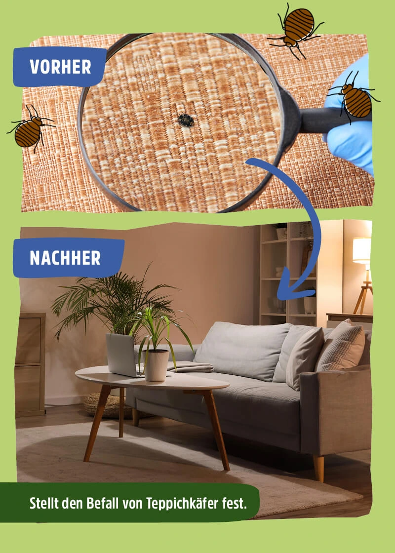 Teppichkäfer Pheromonfalle Teppichkäfer Pheromonfalle