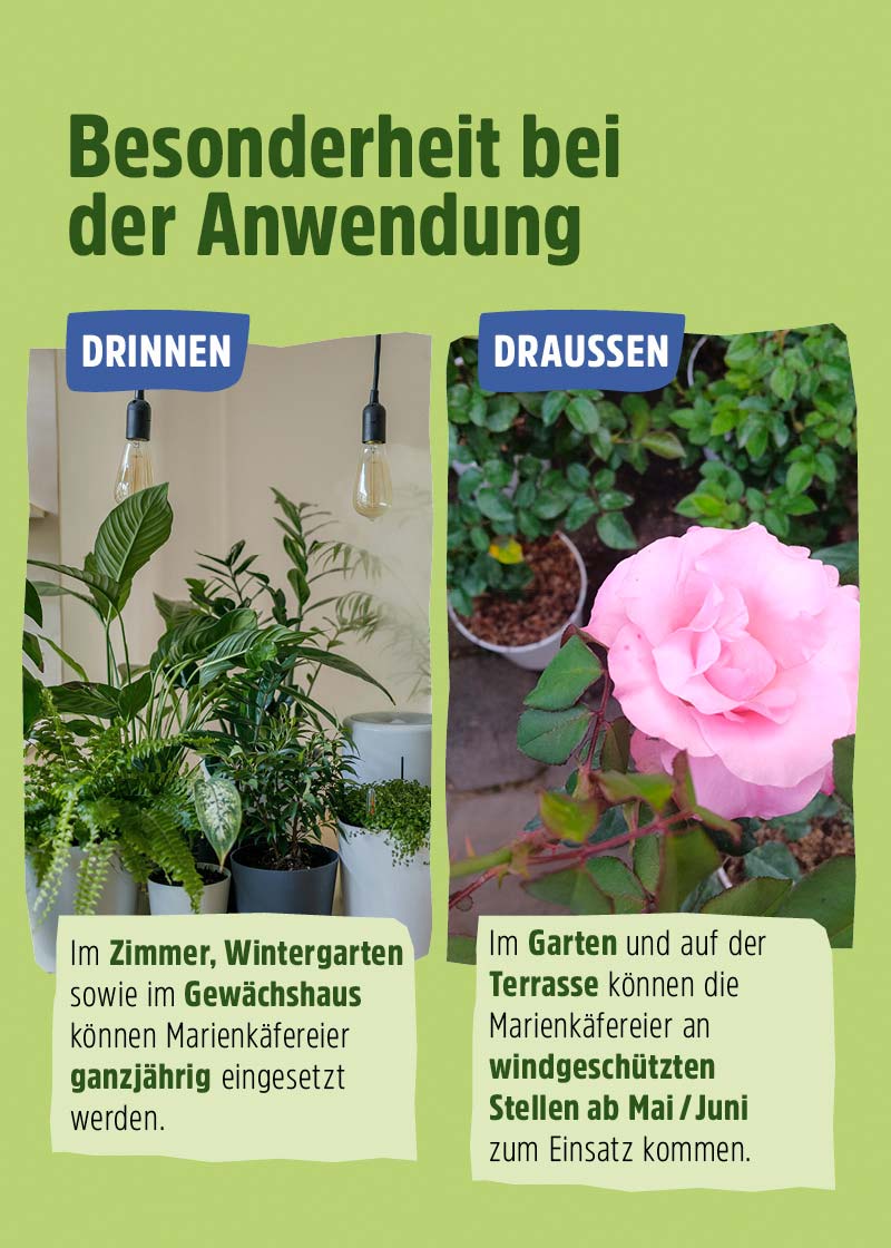 Siebenpunkt-Marienkäfer-Eier gegen Blattläuse Siebenpunkt-Marienkäfer-Eier gegen Blattläuse