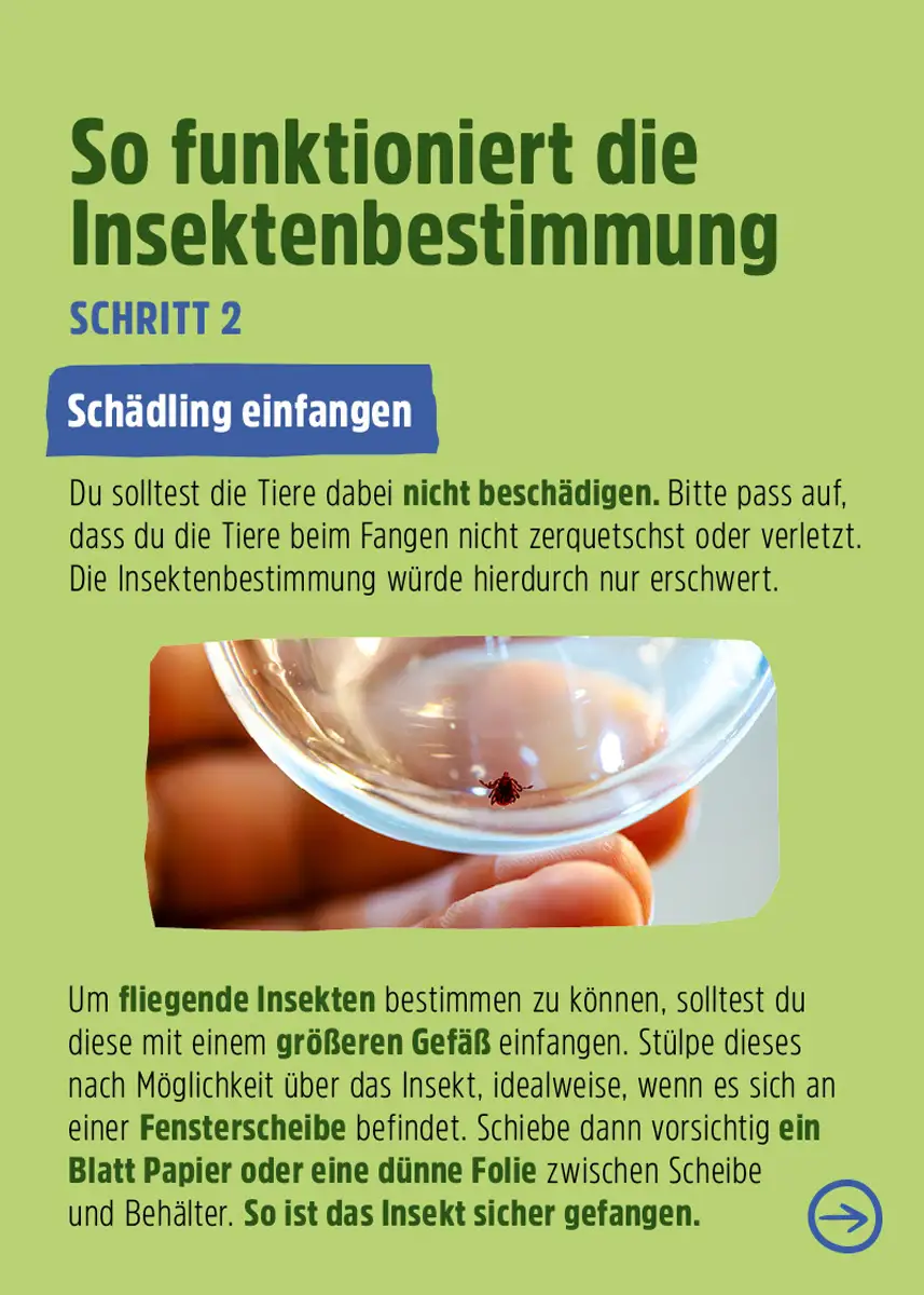 Insektenbestimmung - Welchen Schädling haben Sie zu Hause? Insektenbestimmung - Welchen Schädling haben Sie zu Hause?