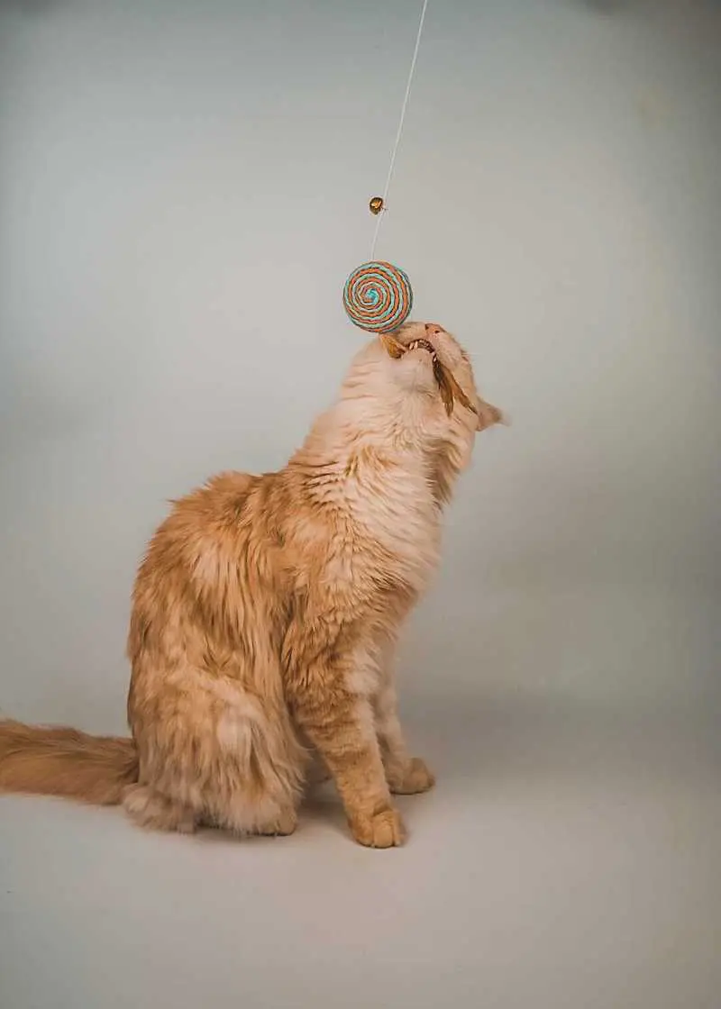 greenhero_katzenangel_anwendung_01 Katzenangel Lolipop