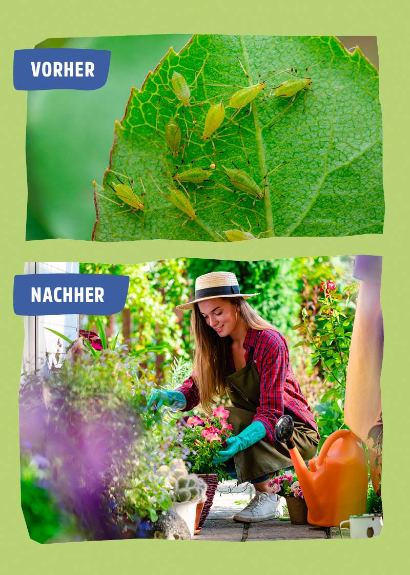 Florfliegenlarven | Nützlinge gegen Blattläuse & Wollläuse Florfliegenlarven | Nützlinge gegen Blattläuse & Wollläuse