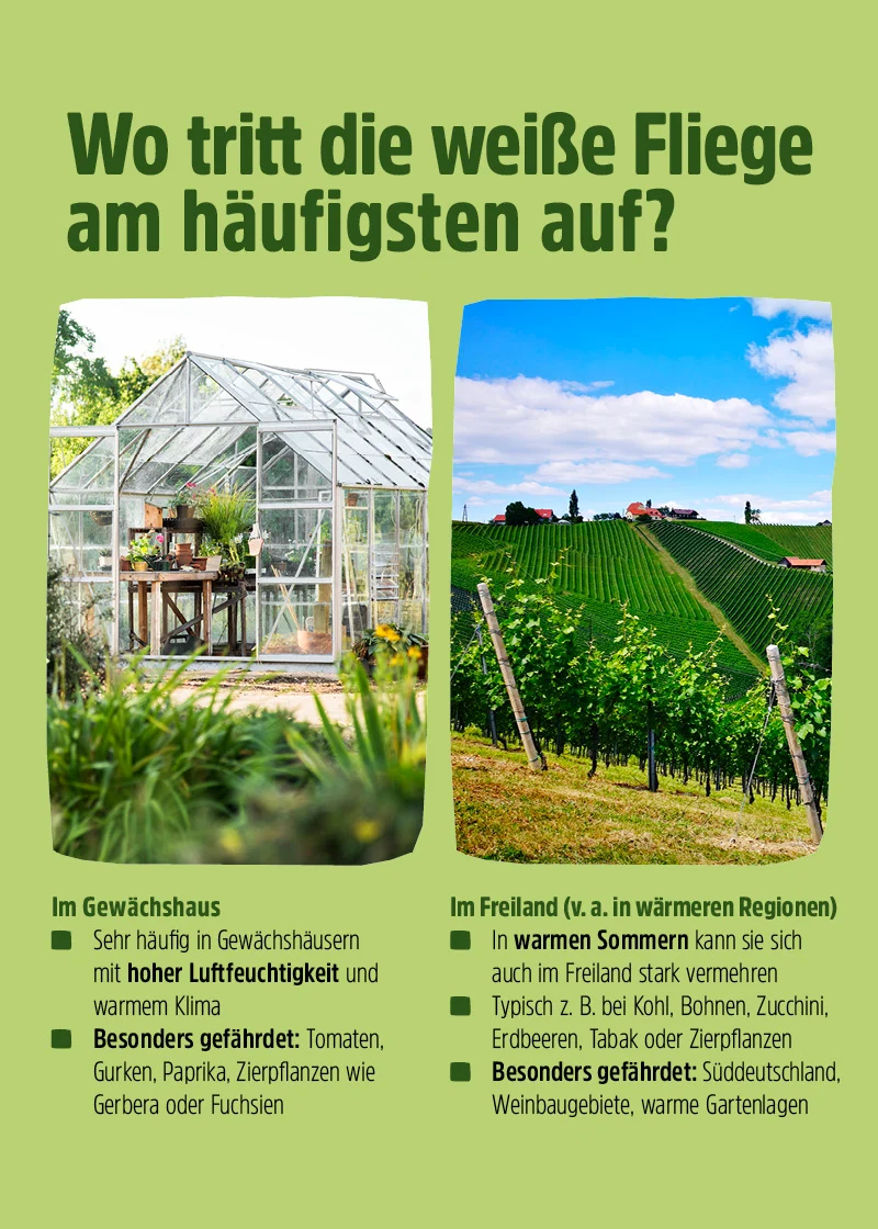 Schlupfwespen gegen Weiße Fliegen (Encarsia formosa) Schlupfwespen gegen Weiße Fliegen (Encarsia formosa)