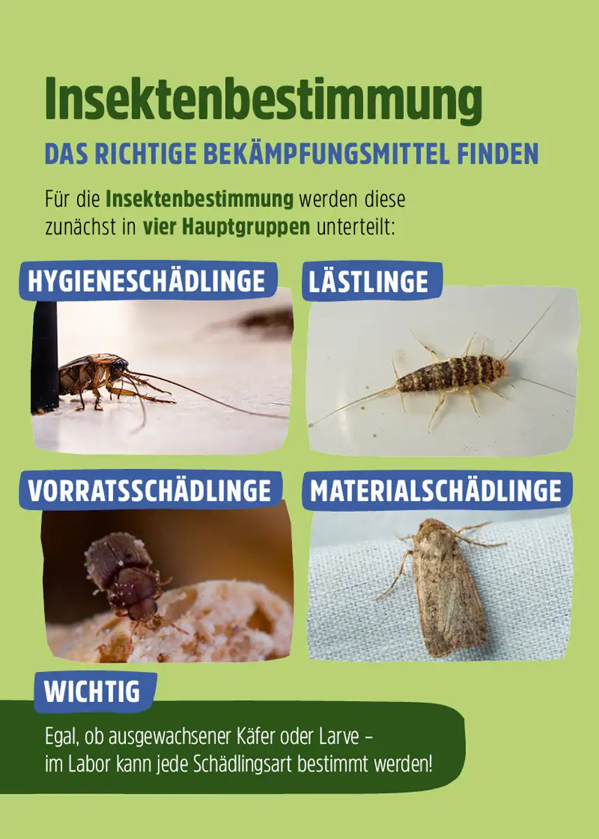 Insektenbestimmung - Welchen Schädling haben Sie zu Hause? Insektenbestimmung - Welchen Schädling haben Sie zu Hause?