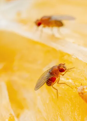 fruchtfliege-auf-orangen-stueck-in-einer-kueche