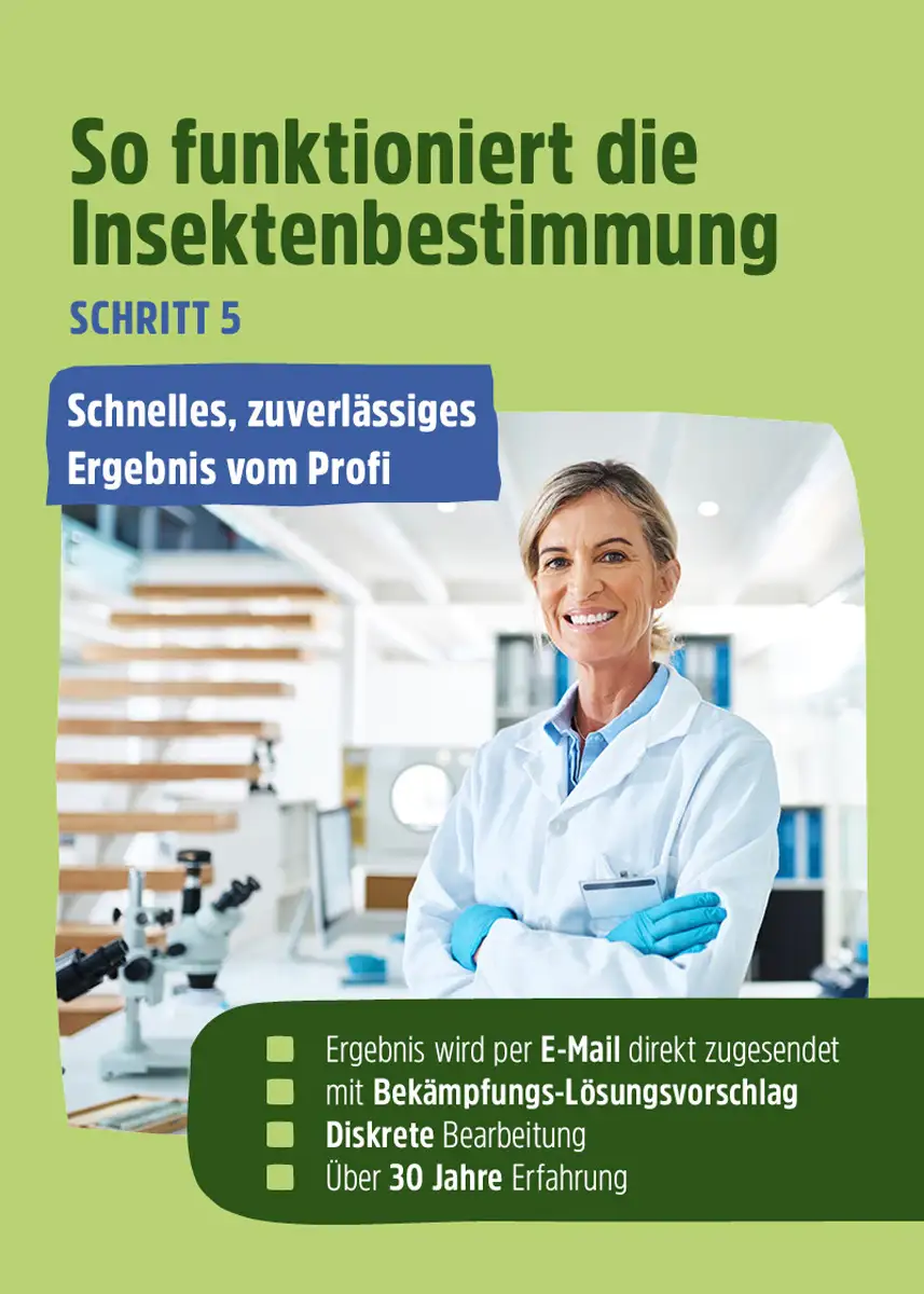 Insektenbestimmung - Welchen Schädling haben Sie zu Hause? Insektenbestimmung - Welchen Schädling haben Sie zu Hause?