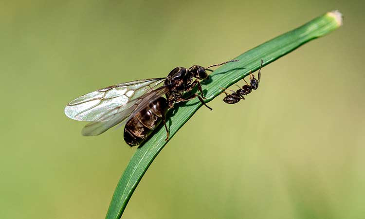 normale-ameise-vergleich-fliegende-ameise.jpg