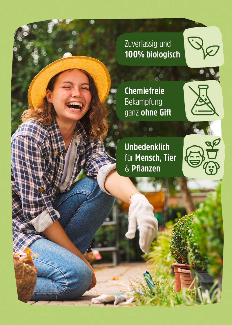 Florfliegenlarven | Nützlinge gegen Blattläuse & Wollläuse Florfliegenlarven | Nützlinge gegen Blattläuse & Wollläuse