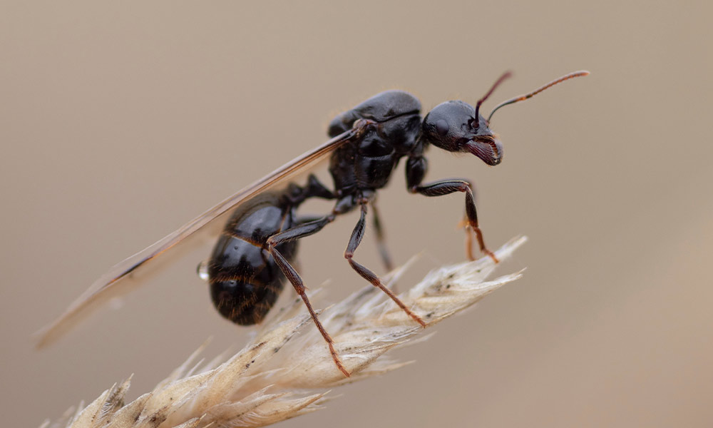 fliegende-ameise-auf-korn fliegende-ameise-auf-korn