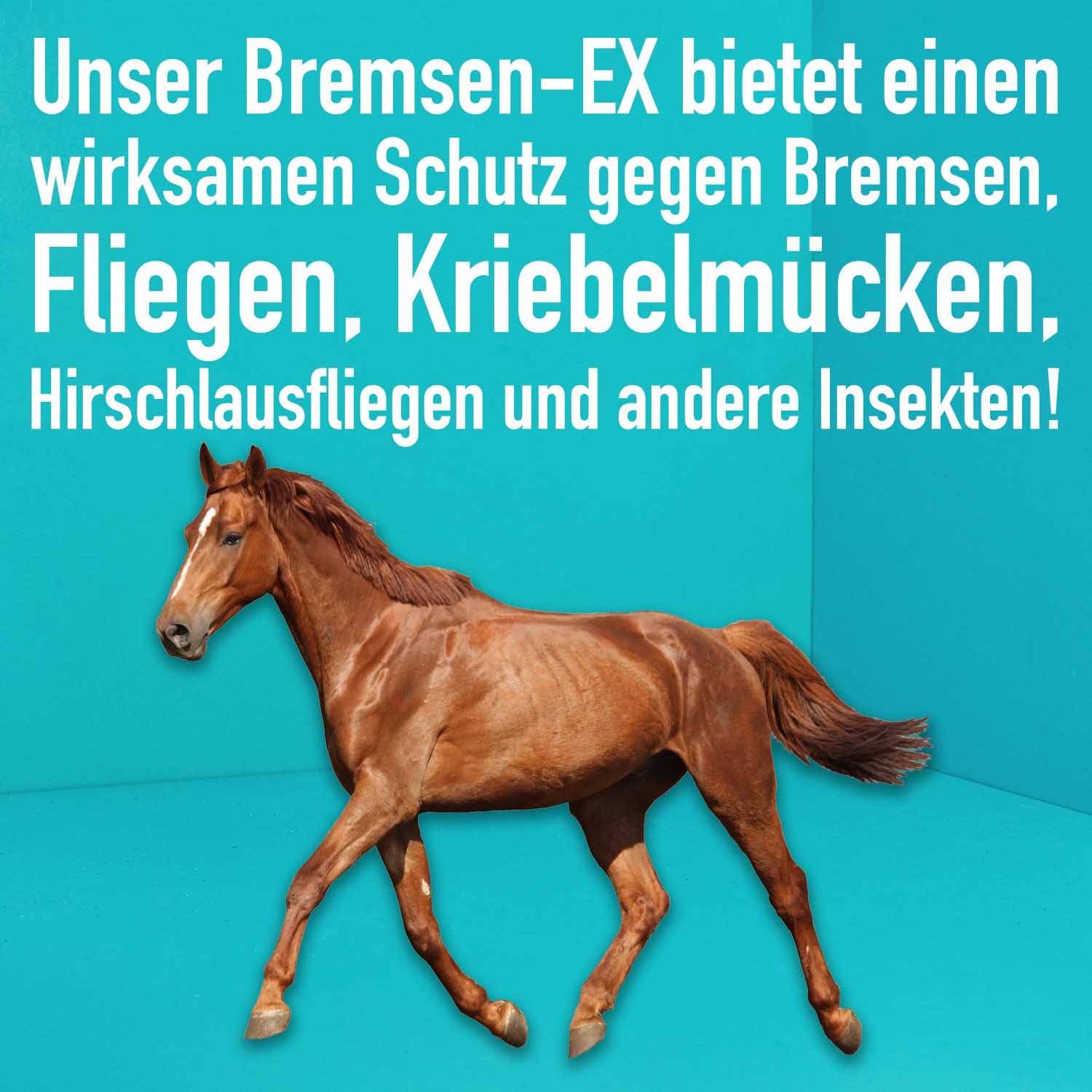 04_Green-Hero_Bremsen-EX_Anwendungsbild Bremsen-Ex schützt das Pferd vor Insekten