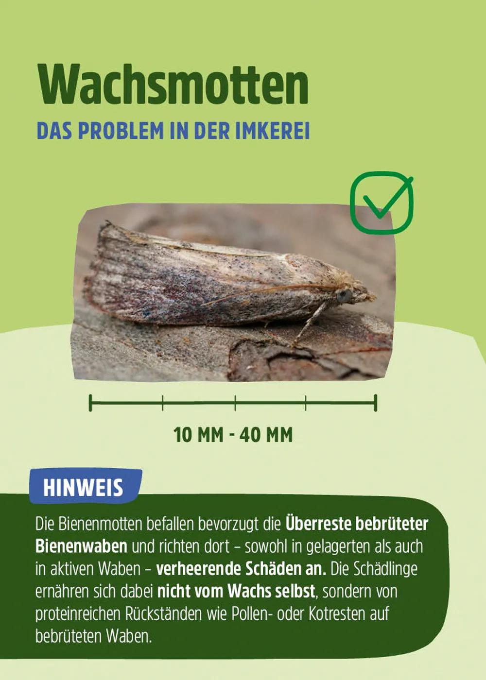 Schlupfwespen – Mittel gegen Wachsmotten