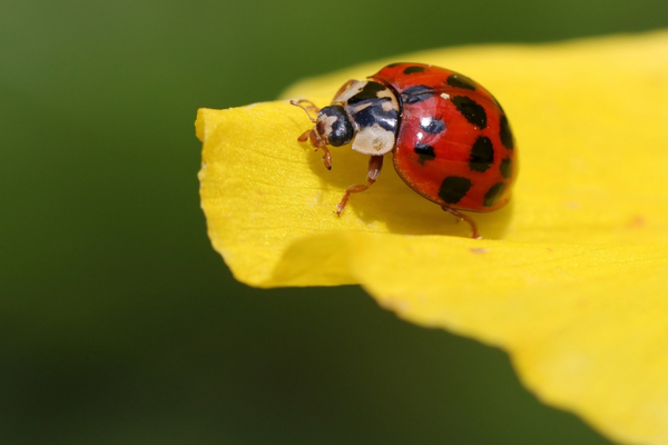 Heimische-Kafer Heimische-Kafer