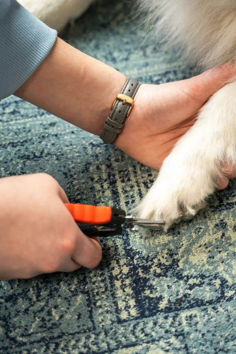 greenhero_krallenschere_anwendung_08 Krallenschere für Hunde und Katzen