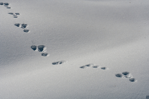 schneespuren