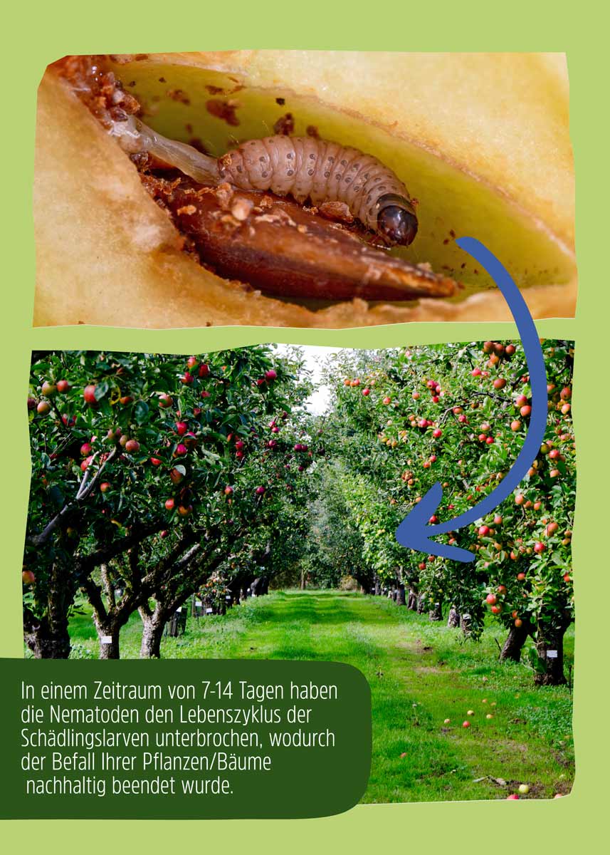 SF Nematoden gegen Apfelwickler SF Nematoden gegen Apfelwickler