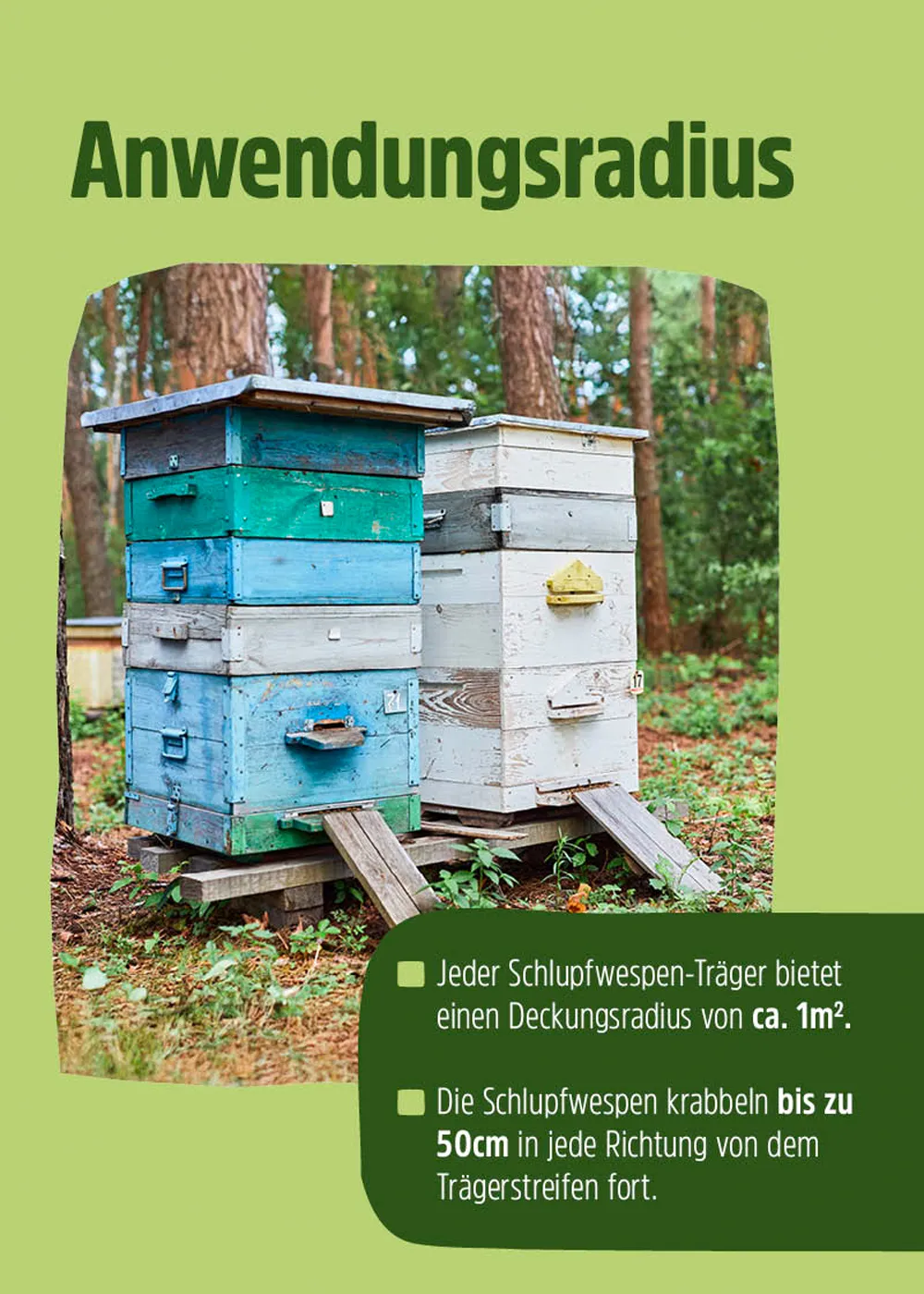 Schlupfwespen – Mittel gegen Wachsmotten