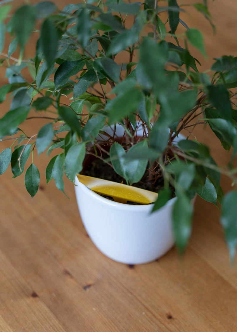 Gelb-Sticker gegen Fliegen und Schädlinge an Zimmerpflanzen