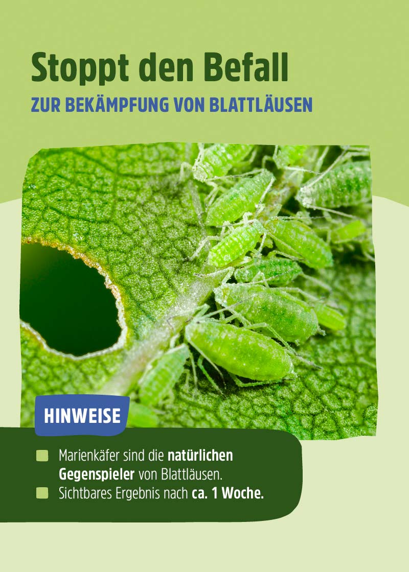 Siebenpunkt-Marienkäfer-Eier gegen Blattläuse Siebenpunkt-Marienkäfer-Eier gegen Blattläuse