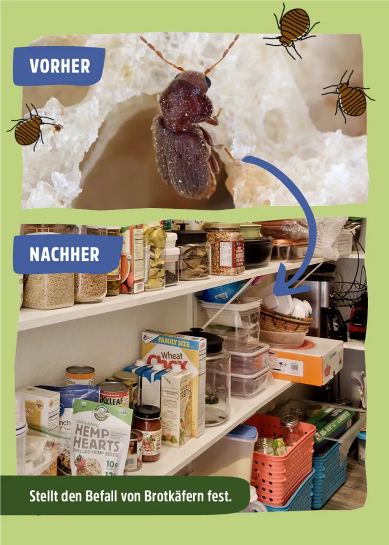 Brotkäfer Pheromonfalle Brotkäfer Pheromonfalle