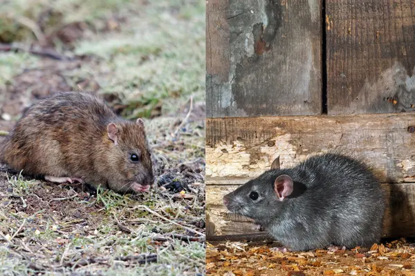 wanderratte-vs-hausratte