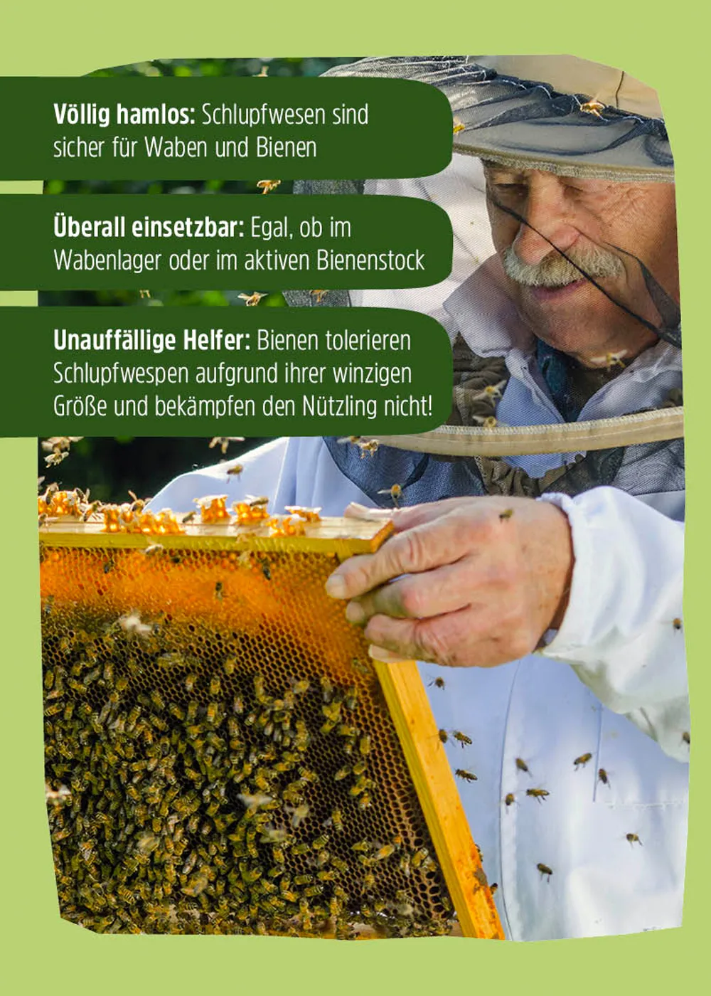 Schlupfwespen – Mittel gegen Wachsmotten Schlupfwespen – Mittel gegen Wachsmotten