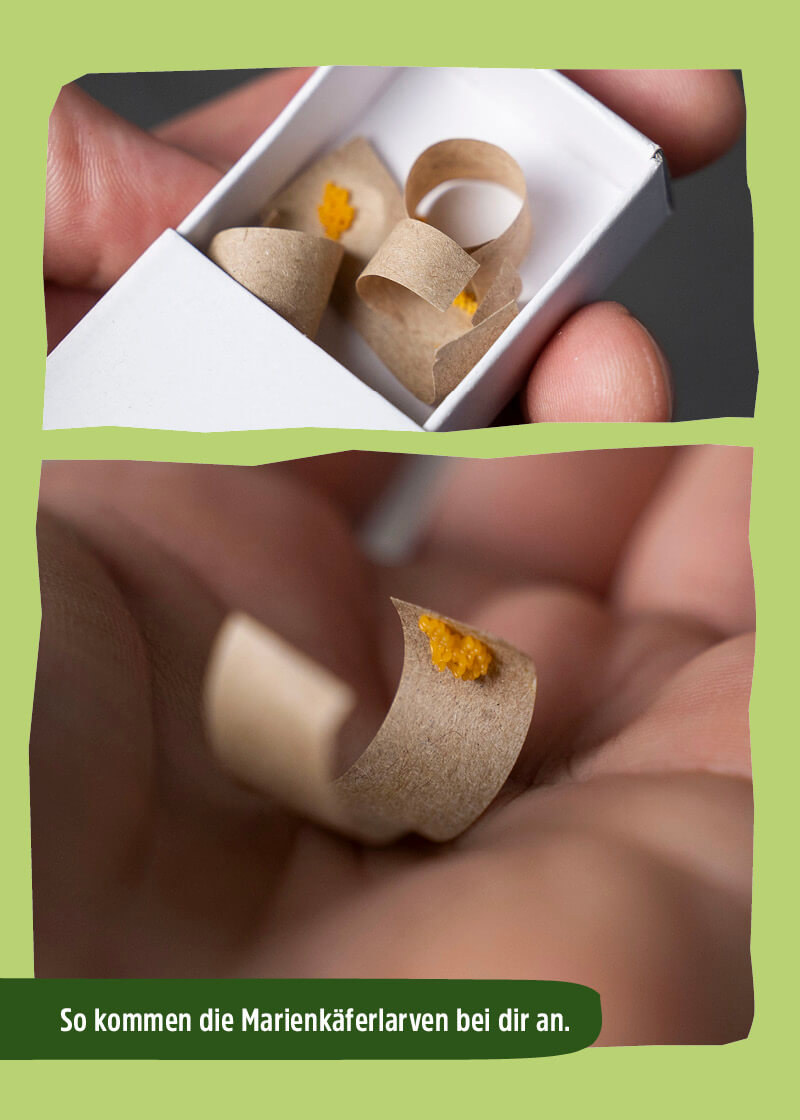 Siebenpunkt-Marienkäfer-Eier gegen Blattläuse Siebenpunkt-Marienkäfer-Eier gegen Blattläuse