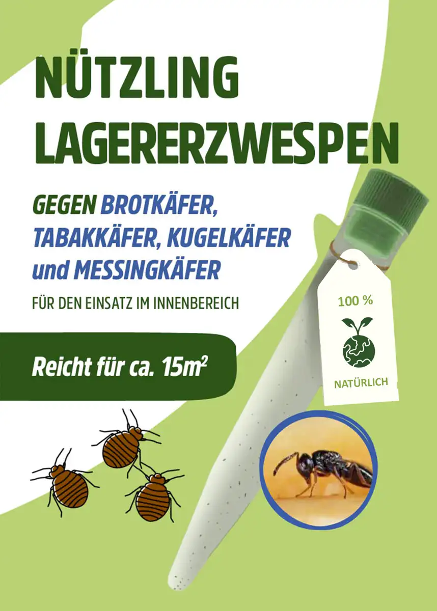 Schlupfwespen "Lagererzwespen" gegen Brotkäfer, Tabakkäfer, Kugelkäfer, Messingkäfer | biologisch Schlupfwespen "Lagererzwespen" gegen Brotkäfer, Tabakkäfer, Kugelkäfer, Messingkäfer | biologisch