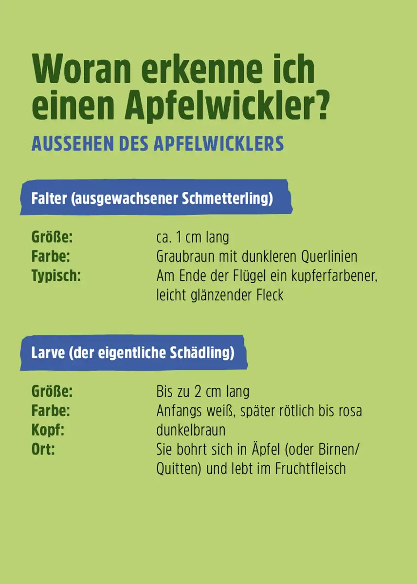 FS Apfelwickler Falle, 2er Set FS Apfelwickler Falle, 2er Set