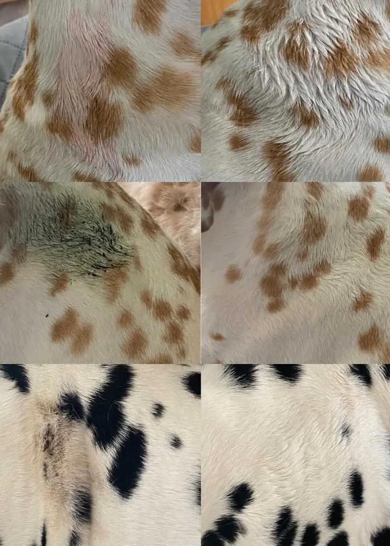 greenhero_trockenshampoo Trockenshampoo für Hunde