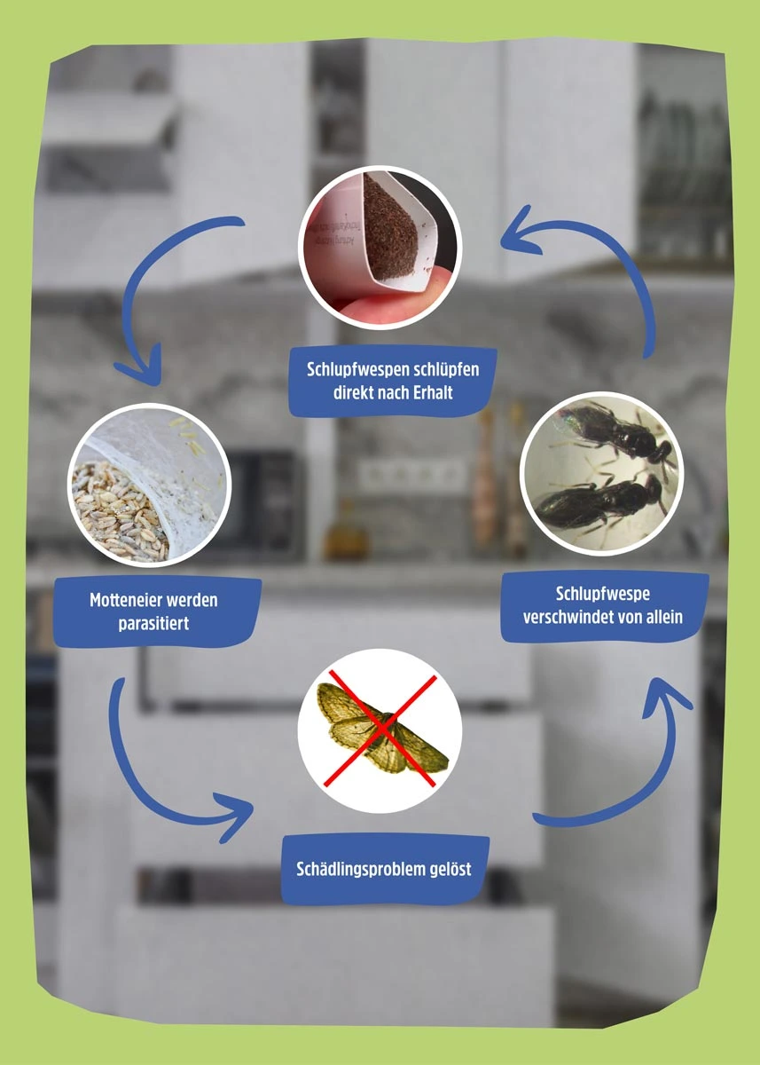 Schlupfwespen gegen Lebensmittelmotten Schlupfwespen gegen Lebensmittelmotten