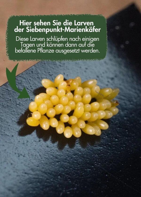 Siebenpunkt-Marienkäfer-Eier gegen Blattläuse