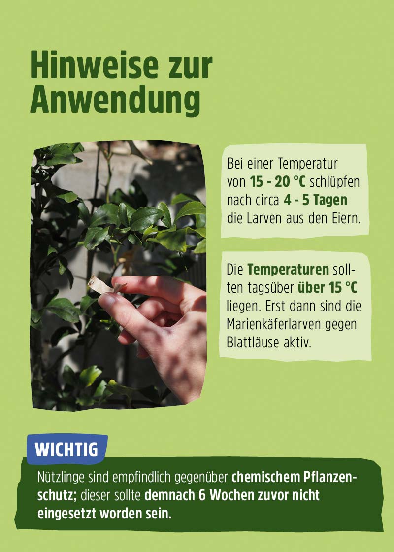 Siebenpunkt-Marienkäfer-Eier gegen Blattläuse Siebenpunkt-Marienkäfer-Eier gegen Blattläuse