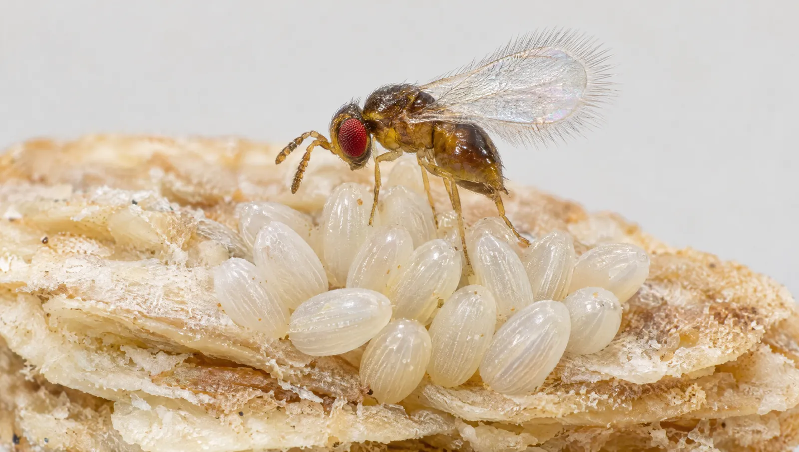 Schlupfwespe Trichogramma evanescens auf Motteneiern in Makroaufnahme