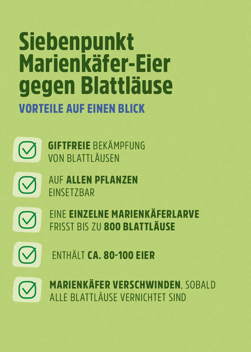 Siebenpunkt-Marienkäfer-Eier gegen Blattläuse Siebenpunkt-Marienkäfer-Eier gegen Blattläuse