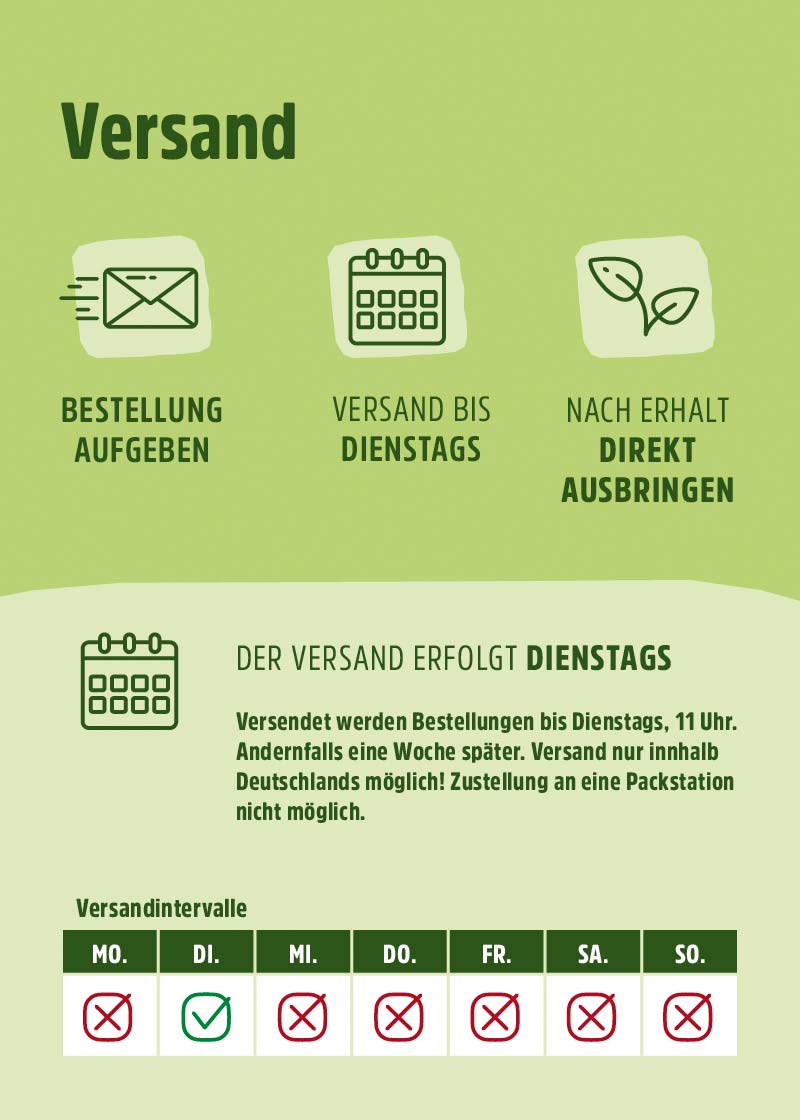 Siebenpunkt-Marienkäfer-Eier gegen Blattläuse Siebenpunkt-Marienkäfer-Eier gegen Blattläuse