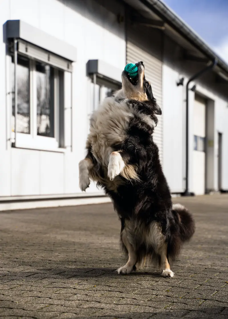 Zahnpflegeball Kauspielzeug für Hunde und Katzen