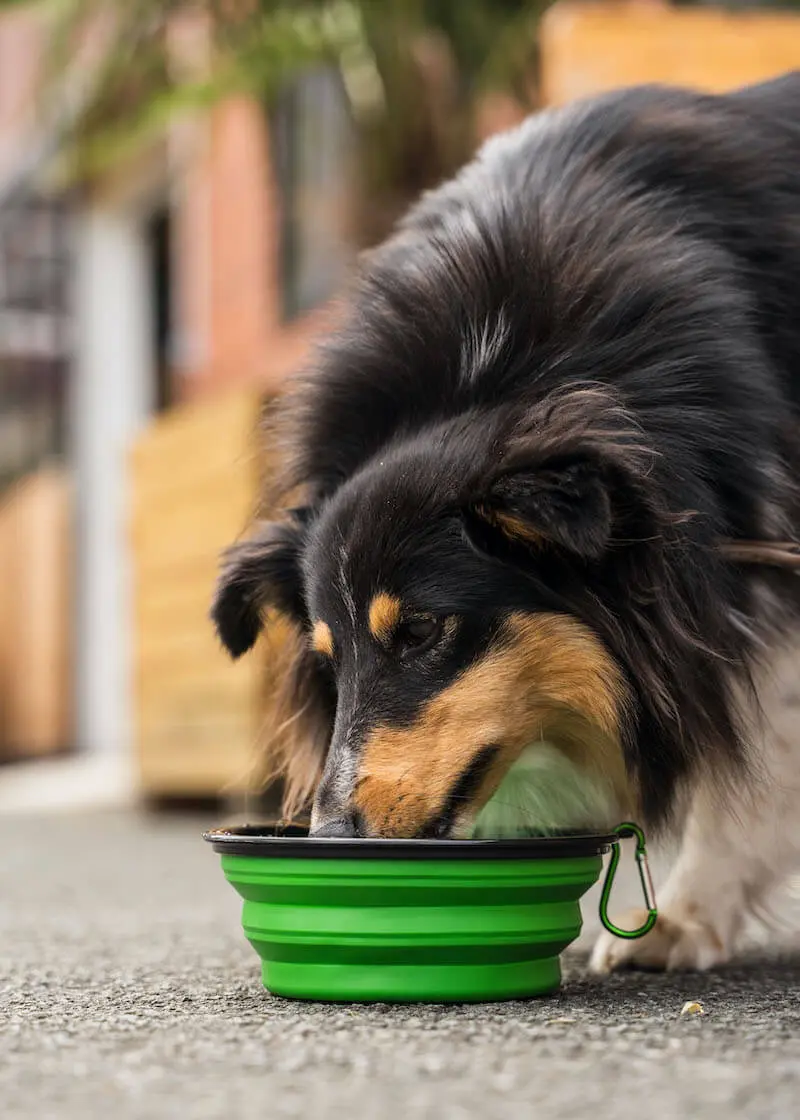 Faltbarer-Trinknapf2 Faltbarer Hundenapf | perfekt für unterwegs