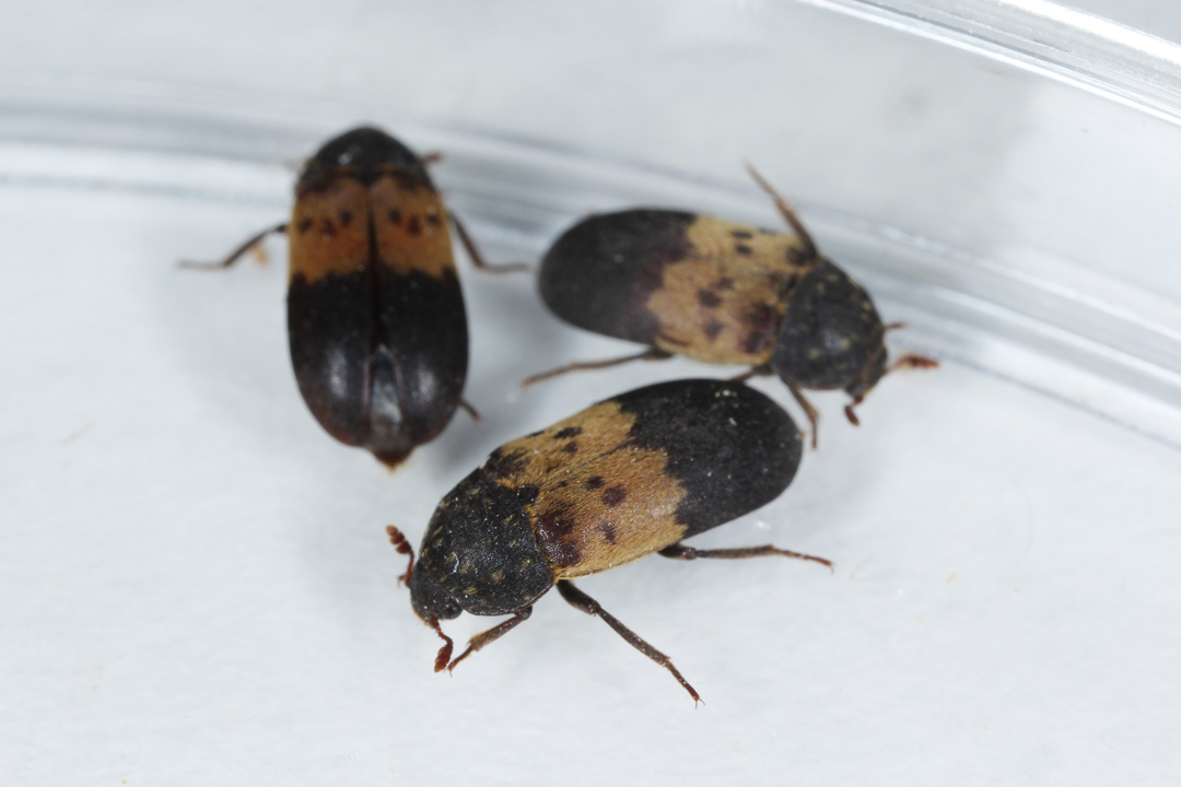 startseite-kategorie-speckkaefer startseite-kategorie-speckkaefer