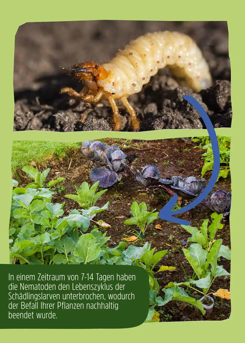 HB Nematoden gegen Gartenlaubkäfer - 10 Mio.  HB Nematoden gegen Gartenlaubkäfer - 10 Mio.