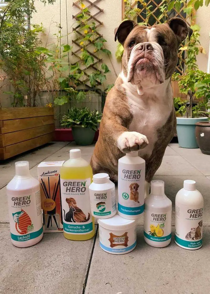 greenhero_hunde_herzensbully