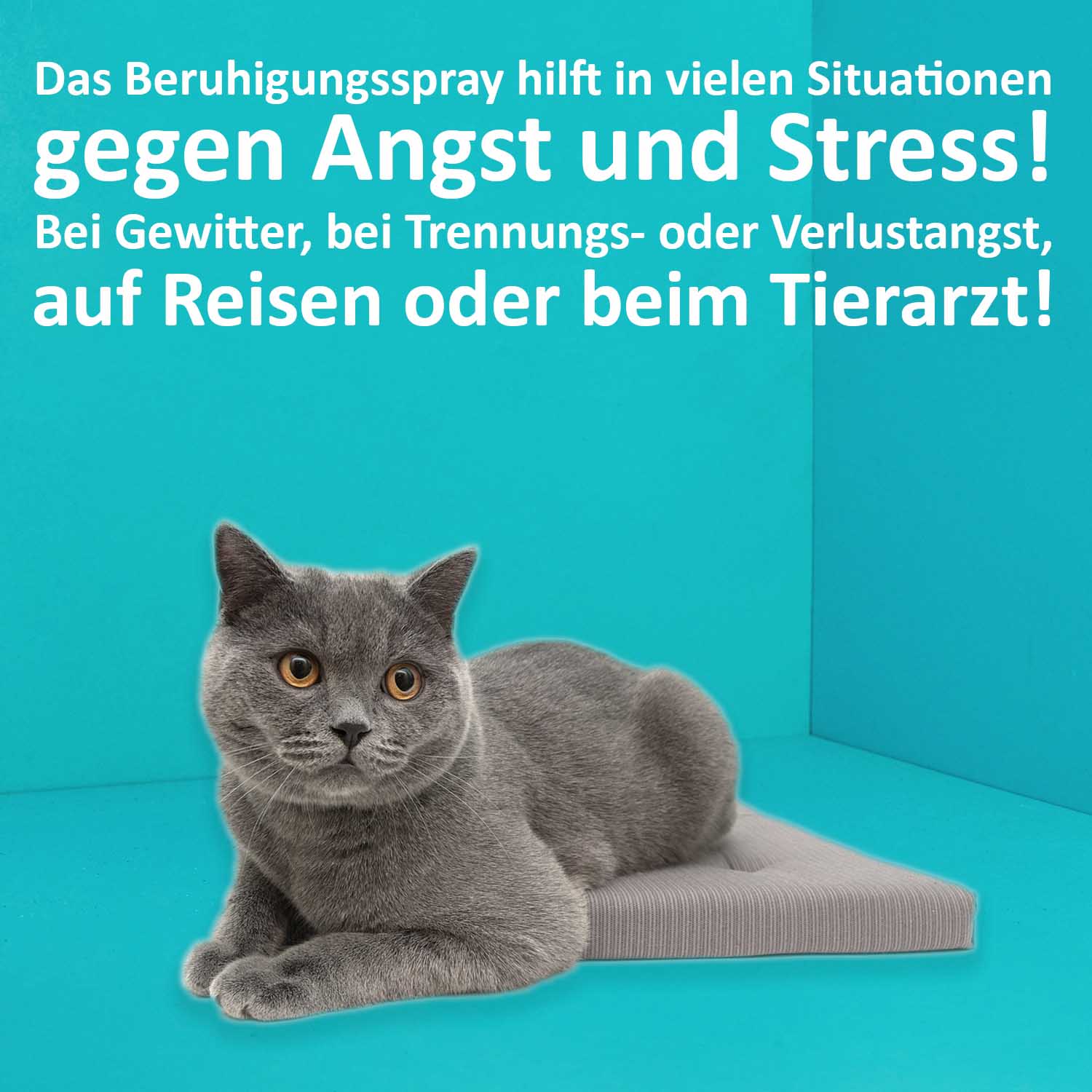 04_Green-Hero_Entspannungsspray-f-r-Katzen_Anwendungsbild Green Hero Entspannungsspray für Katzen
