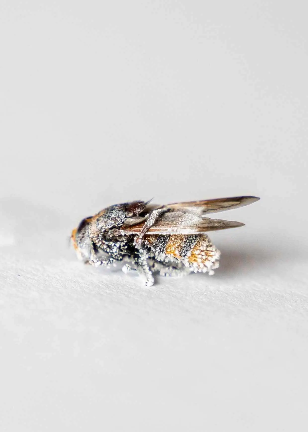 greenhero_frost_spray_02 Frost-Spray | Insektenspray ohne Insektizide | zur Bekämpfung von Insekten und Nestern